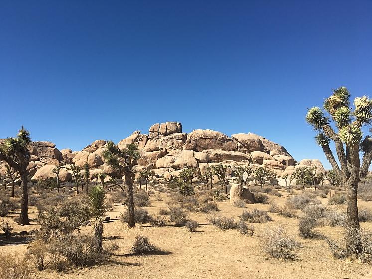 Joshua Tree NP